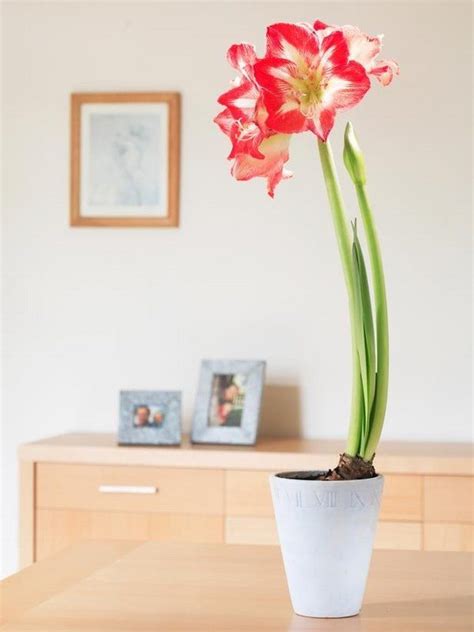 Easy Flowers To Grow Indoors A Useful Guide For Indoor