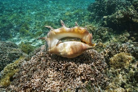 Conch Shell Types