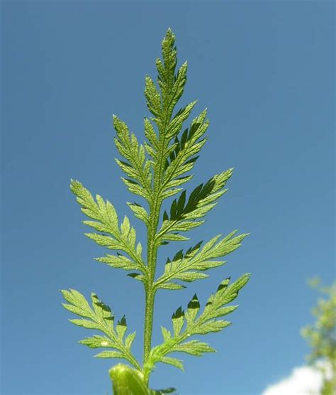 In artemisia annua contain saponin compounds, terpenoids, flavonoids and antioxidants that can fight various types of cancer, such as breast cancer, gastric cancer, and liver cancer. Artemisia annua L. - Sweet sagewort