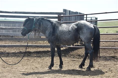 Nokota Horses For Sale Nokota Horse Conservancy Inc