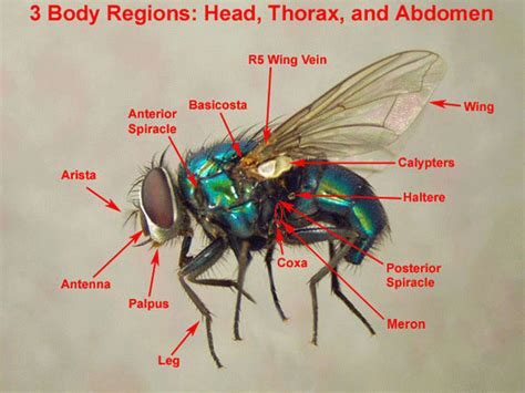 Fly Anatomy