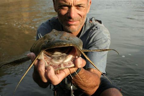 Goonch Catfish Photos River Monsters Animal Planet