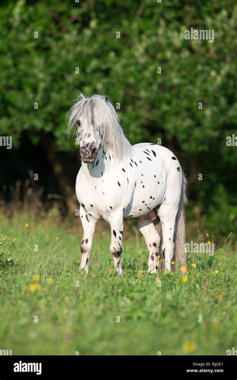 Shetland Pony Miniature Appaloosa Standing On A Meadow Germany Stock