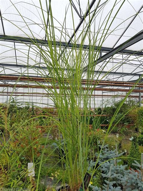 We stock the most popular ground cover plants, including yucca, liriope, feather grass, fescue and more. Buy Ornamental Grasses | Miscanthus Gracillimus - 5 Litre ...