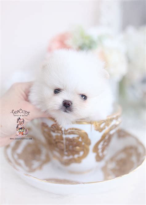White Pomeranians Teacup Puppies A Teacup Puppies Boutique