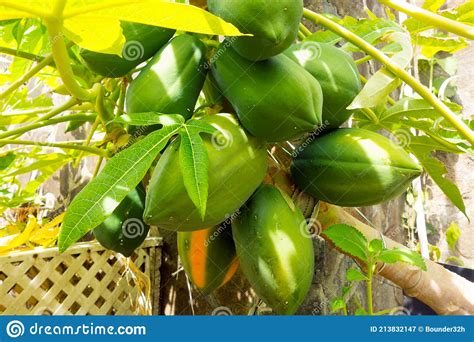 Papayas Ripening On A Tree In The Windward Islands Stock Image Image