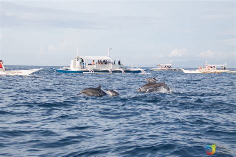 Bohol Dolphin Watching Balicasag And Isola Di Francesco Tour Experience Must Read