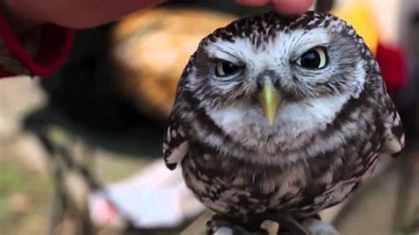 Super Cute Baby Owl Youtube