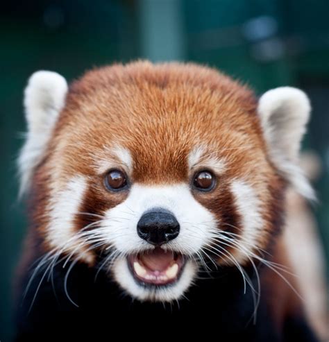 Red Panda Mine Came True Today See A Red Panda In Person Except I