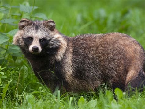 Where Are Raccoon Dogs Found