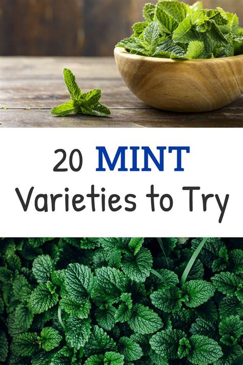 Types Of Mint 20 Mint Varieties To Grow At Home Mint Plants Mint