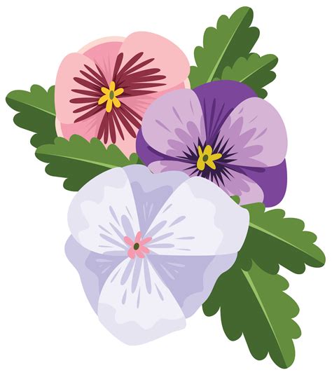 Free Pansy flower 1190696 PNG with Transparent Background
