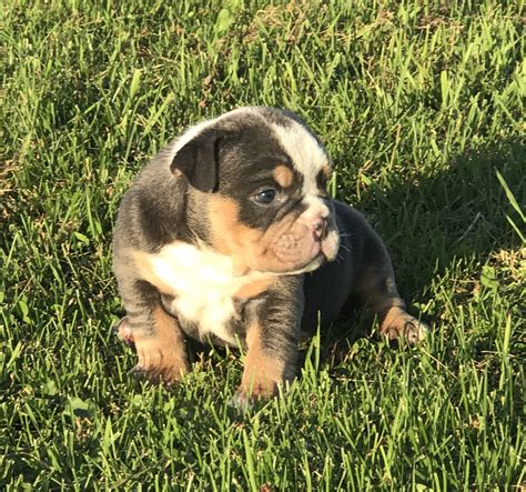 Pet service in loganville, wisconsin. Olde English Bulldogge Puppies For Sale | Merrill, WI #219846