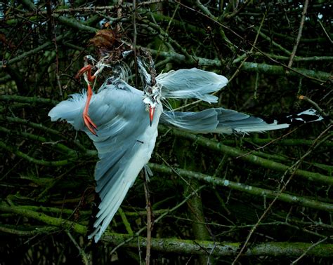 The Mysterious Bird Deaths Of Jatinga Village Skyaboveus