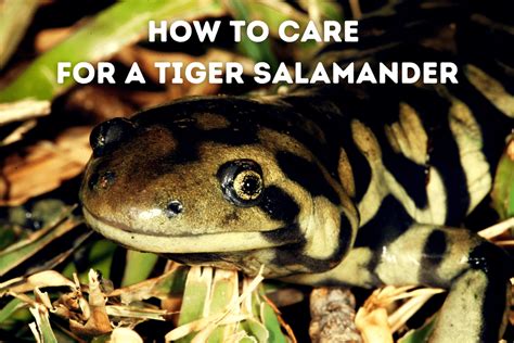 How To Care For A Tiger Salamander Beginners Guide Pets From Afar