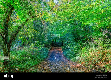 Gold In The Forest Hi Res Stock Photography And Images Alamy