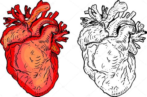 Coração Humano Imagem Vetorial De © Vabadov 24378893