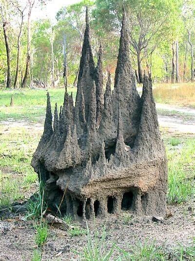 Gothic Cathedral Mounds Zimbabwe Best Funny Pictures Wildlife