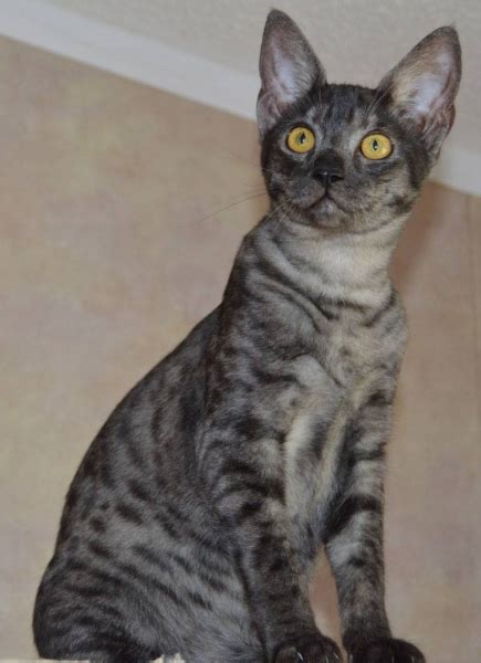 The total price includes the item price and a buyer fee. Savannah Cat Pictures by Color and Pattern - Savannah Cat ...