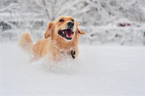 Golden Retriever Dog Running On Fresh Snow Photograph By Maya Karkalicheva