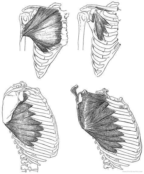 The torso muscles attach to the skeletal core of the trunk, and depending on their location are these muscles attach the upper limb to the axial skeleton of the trunk and support the thoracic cage. Pin by Rebecca DeJardin on anatomy of muscles | Anatomy ...