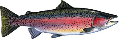 Die zwei hauptformen sind „steelhead und. Regenbogenforelle