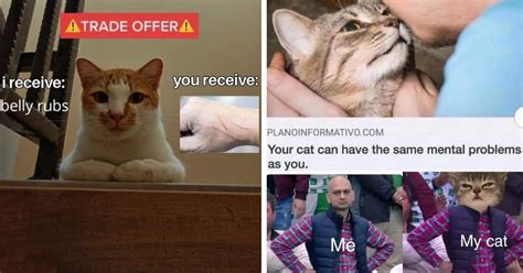33 funniest cat memes every cat owner will relate to i can has cheezburger