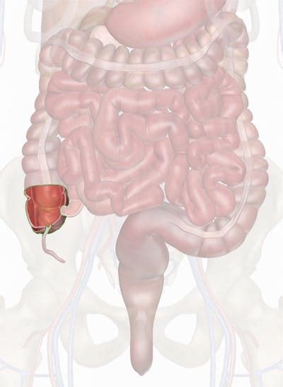 The Cecum Anatomy And 3d Illustrations