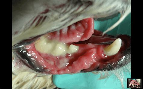 Canine Ulcerative Paradental Stomatitis Cups Diagnosis And