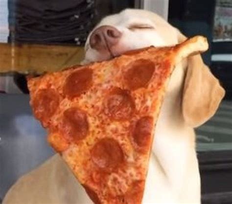 Funny Pizza Dog Of The Day Pizza Funny Dogs Dog Days