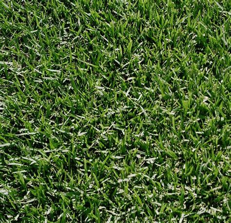 Zoysia grows with less fertilizer and water than other grasses. Why choose JaMur Zoysia grass for your sod. - S and K Sod