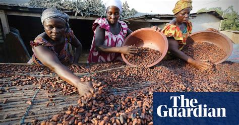 Ivory Coast Women Form Cocoa Collective In Pictures World News