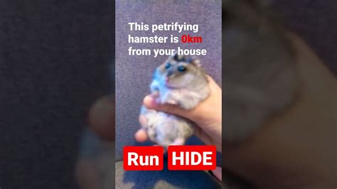Hamster Meme Remake With September Went Too Far😅🙄 Youtube