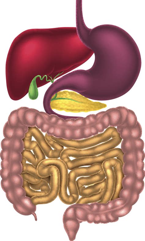 What would we be without our bodies? Appendix Location - Where is Your Appendix - Bodytomy