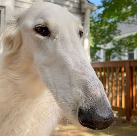 Beautiful Borzoi Becomes Famous For Her Long Snoot Dog Grand