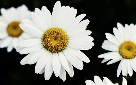 Daisy Flower Wallpaper For Desktop Hd Images And Photos Finder