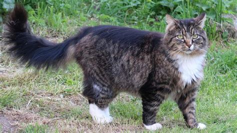 The Norwegian Forest Cat Cat Breed Information The