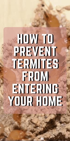Protecting Your Home From Termites Prevention Strategies To Avoid