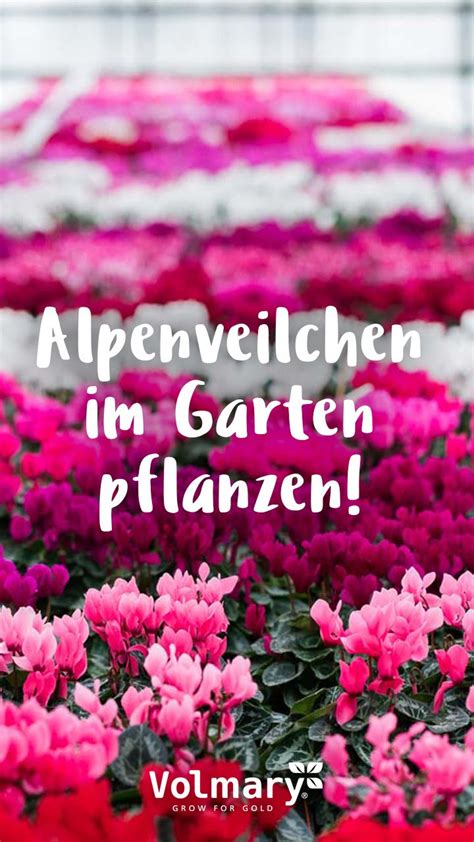 Es gibt eine hand voll alpenveilchen, die die temperaturen draußen überstehen können. Im eigenen Garten Alpenveilchen pflanzen, funktioniert ...