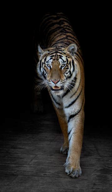 Tiger Black Background Stock Photos Pictures And Royalty