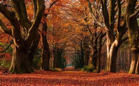 Nature Landscape Fall Leaves Trees Path Netherlands