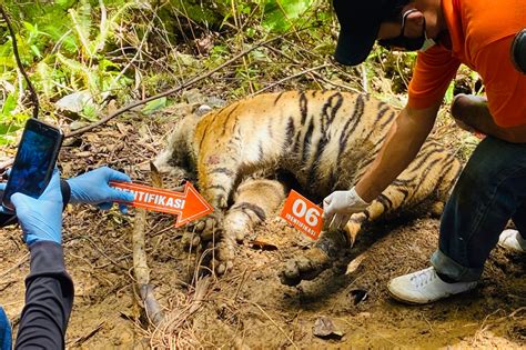 3 Endangered Sumatran Tigers Found Dead In Indonesia