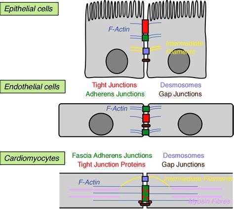 Desmosomes Tight Junctions And Gap Junctions