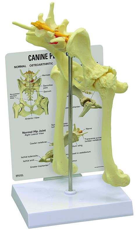Dog pelvic bone by thephotographstudio on deviantart. Canine Pelvic Anatomy
