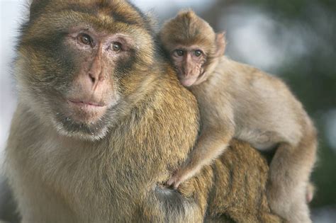 A Los Monos En Marruecos Los Matan Por Diversión Según Defensores