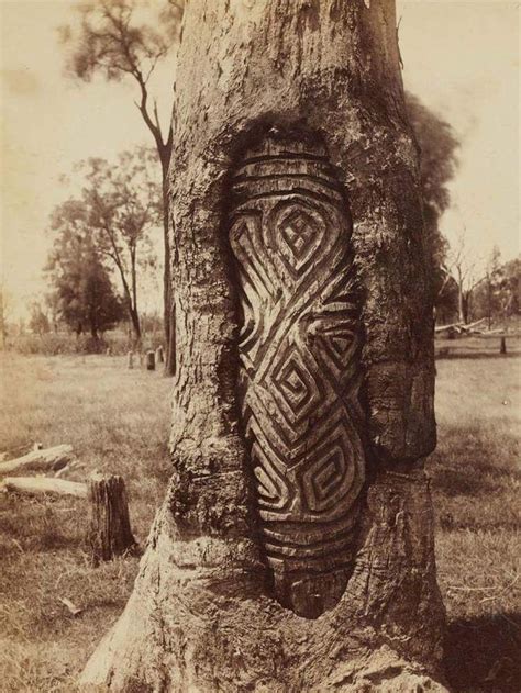 Old Photograph Of An Aboriginal Dendroglyph Or Carved Tree From