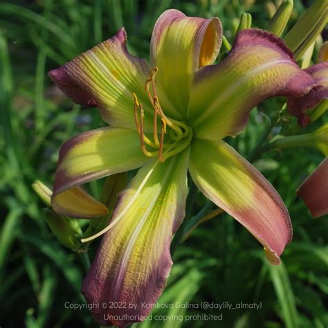 Photo Of The Bloom Of Daylily Hemerocallis Jade Parade Posted By