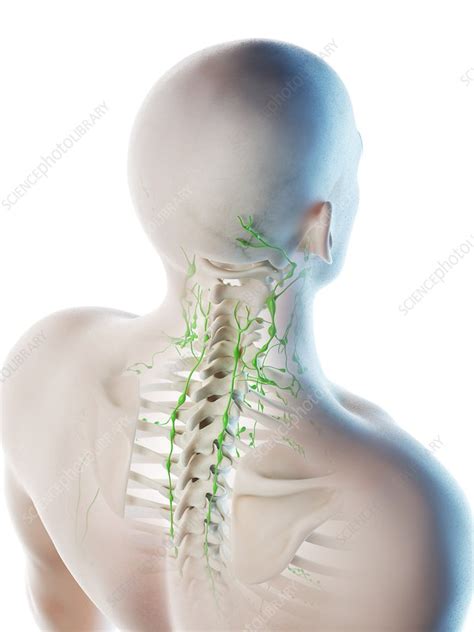 Back Of Neck Anatomy Lymph Nodes