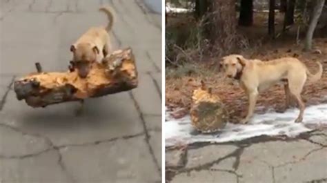 Goodest Boy Of 2018 Fetches Worlds Biggest Stick Video The Dog
