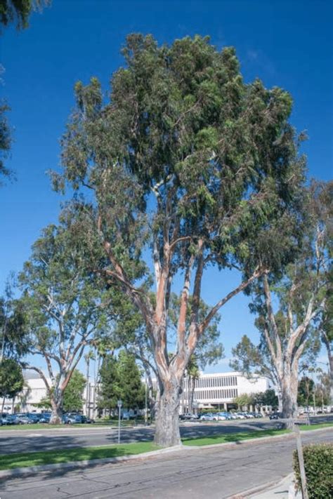 Taxus baccata is a species of evergreen tree in the family taxaceae, native to western, central and southern europe (including the british isles), northwest africa, northern iran and southwest asia. Eucalyptus Trees In Southern California